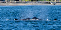 Orca T37A family-_MAK9508