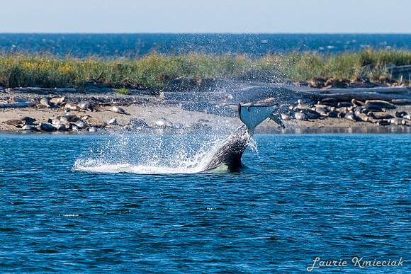 Nwhidby-LAK_5579