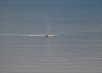 Alaska2016_LAK0829c