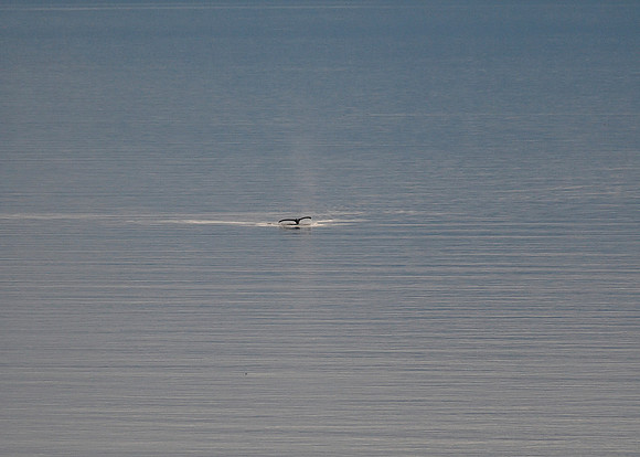 Alaska2016_LAK0829c