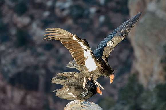 California Condors-MAK_7313