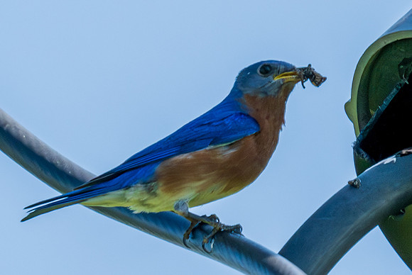 Eastern Bluebird_MAK8010-Enhanced-NR