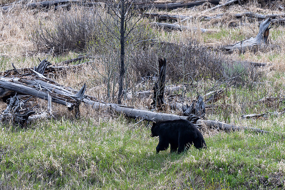 Yellowstone _MAK2968-Enhanced-NR