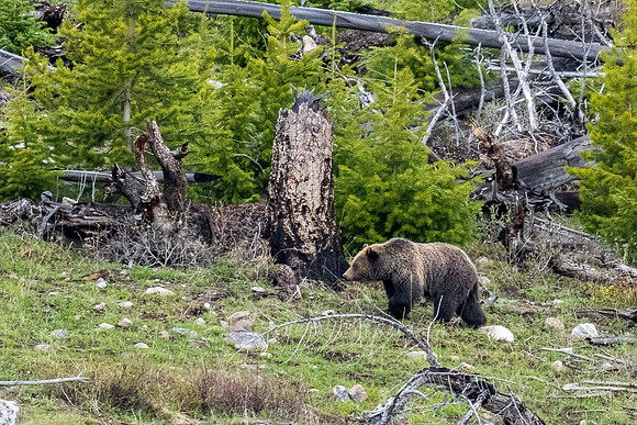 Yellowstone _MAK2101