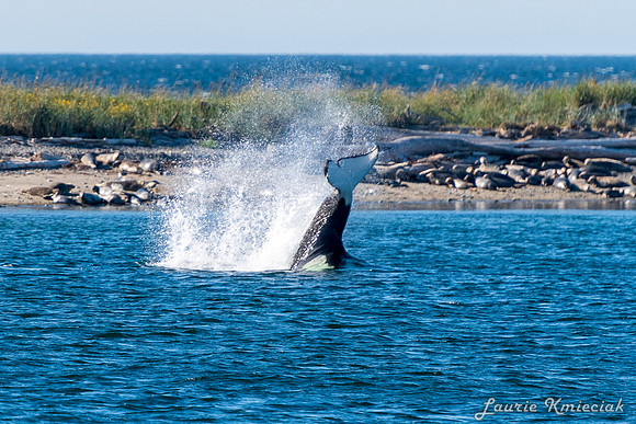 Nwhidby-LAK_5577