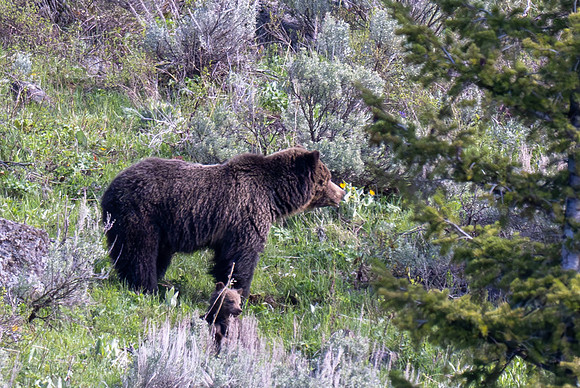 Yellowstone _MAK2704-Enhanced-NR