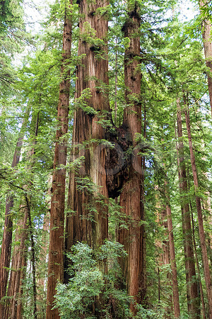 Crescent City CALAK_1126