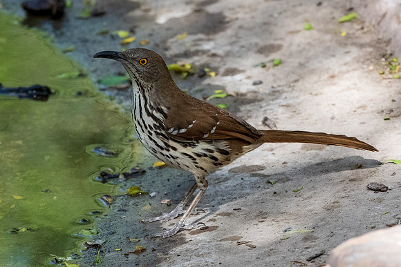 RGV wildlife 2025_MAK0544