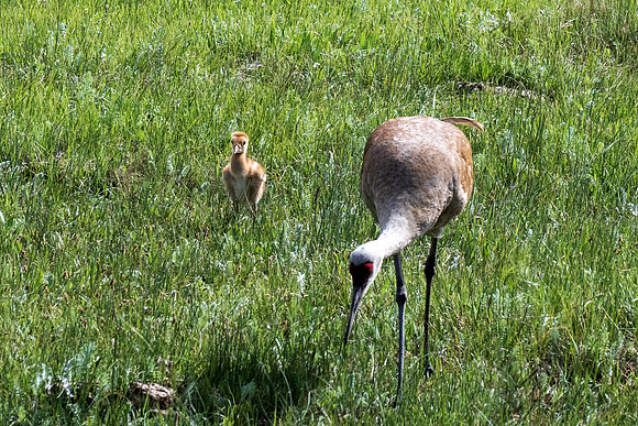 Yellowstone _MAK4571
