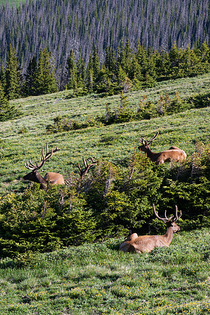 Rocky Mountain NP _MAK6690-Enhanced-NR-2
