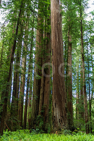 Crescent City CALAK_1117