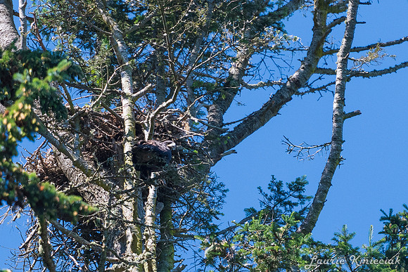 Nwhidby-LAK_5358