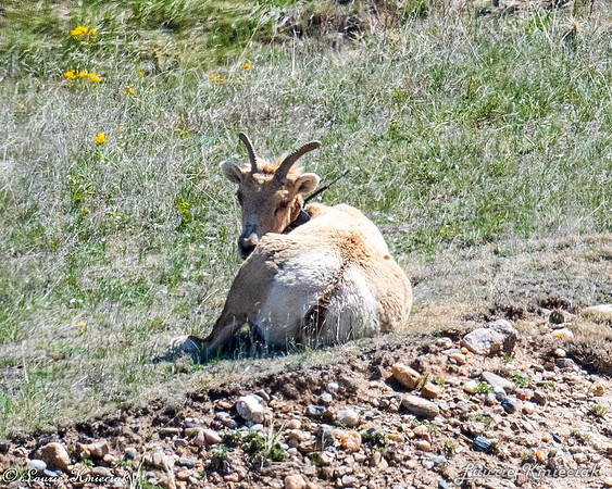 Badlands-LAK_6325