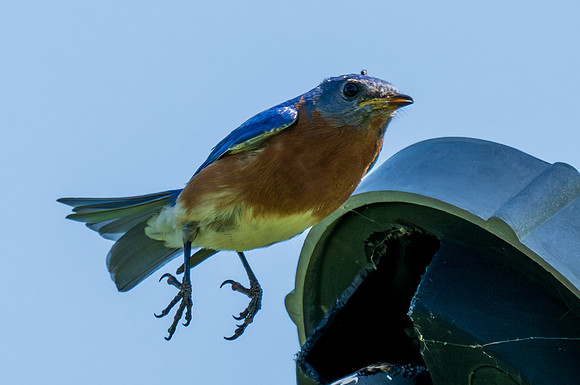 Eastern Bluebird_MAK8001-Enhanced-NR