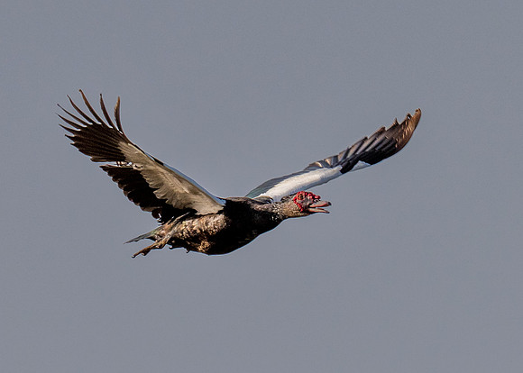 Hawk Watch_MAK1007