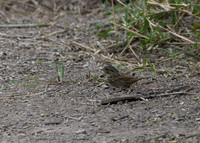 LAK_2295