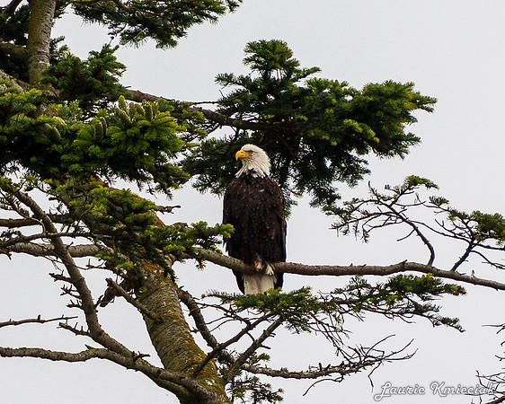 Nwhidby-LAK_5249