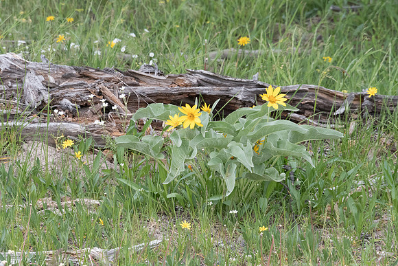 yellowstonetc-7118