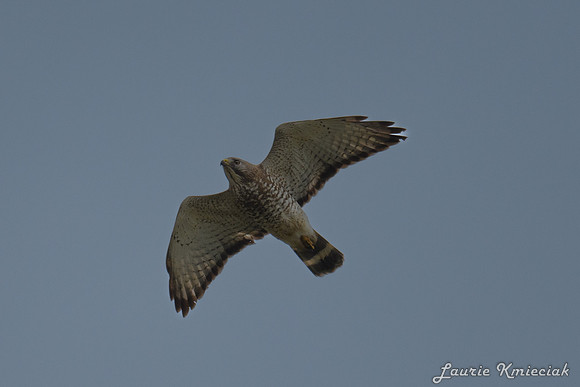 Lavon-LAK_5903