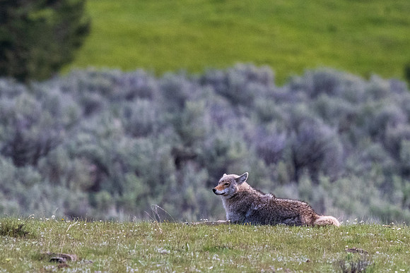 Yellowstone _MAK0172