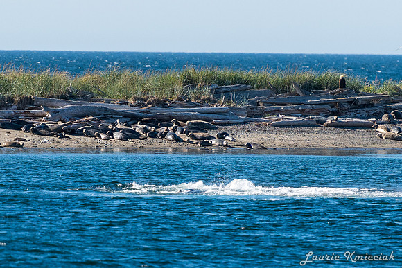 Nwhidby-LAK_5615