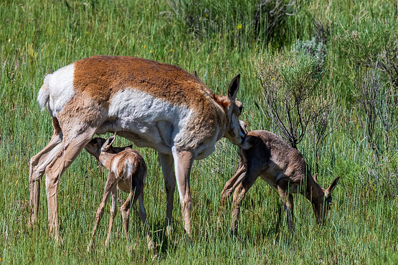 Yellowstone _MAK5816
