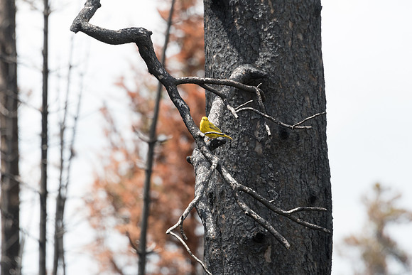 yellowstonetc-7828