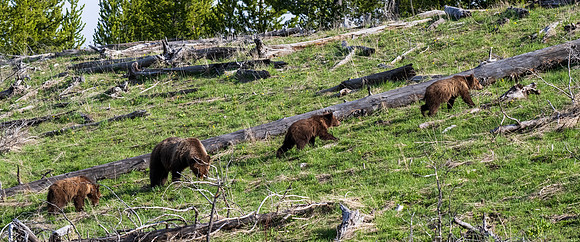 Yellowstone _MAK3827
