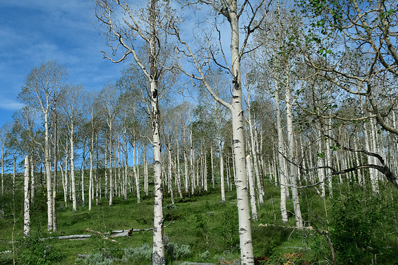 yellowstonetc-8034