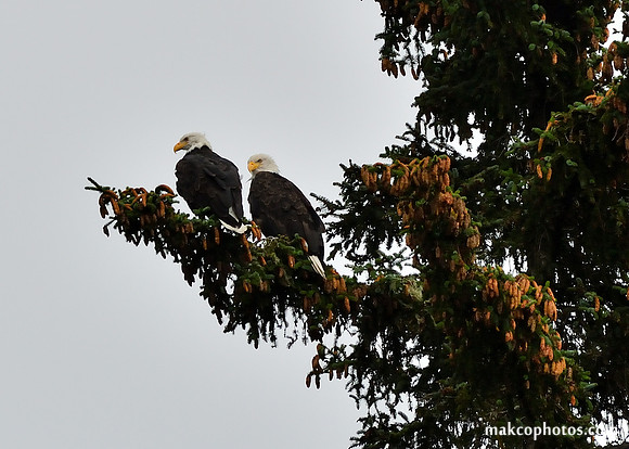 Alaska-2016-MAK_9673c
