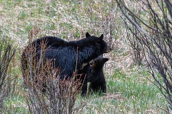 Yellowstone _MAK0533