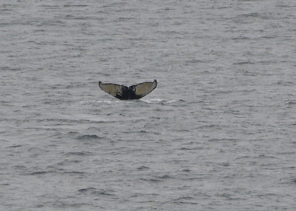 Alaska2016_LAK2810cc