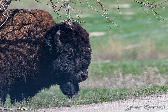 Badlands-LAK_6335
