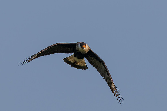 RGV wildlife_MAK2471