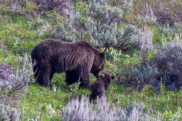 Yellowstone _MAK2713-Enhanced-NR