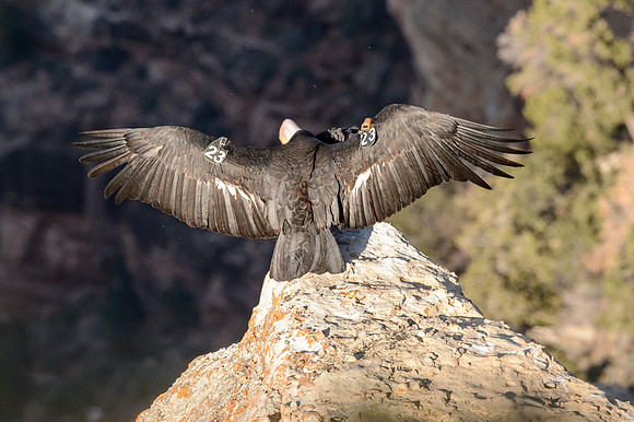 California Condors-MAK_6887