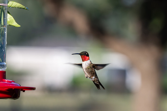 Hummingbird migration _MAK4010