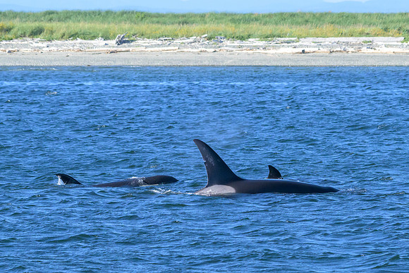 Orca T37A family-_MAK9924