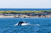 Orca T37A family-_MAK9446