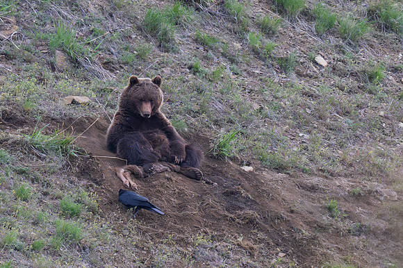 Yellowstone _MAK9928-Enhanced-NR