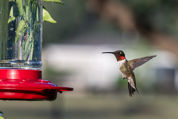 Hummingbird migration _MAK3997