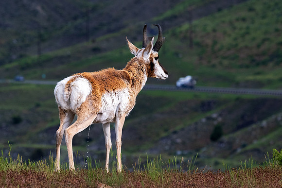 Yellowstone _MAK5888