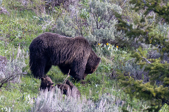 Yellowstone _MAK2686-Enhanced-NR