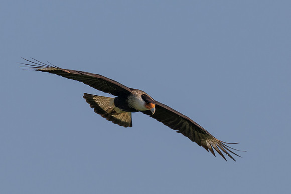 RGV wildlife_MAK2475