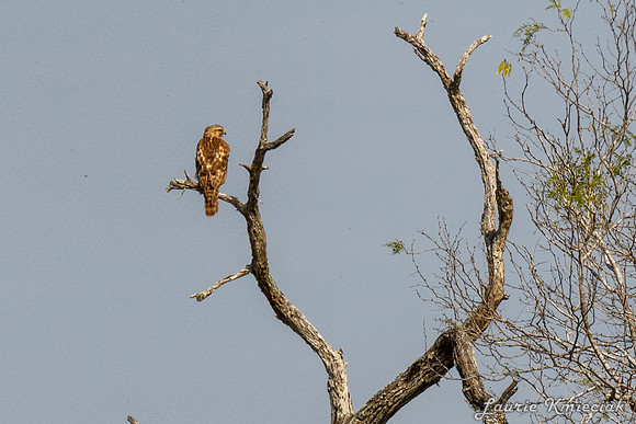 Santa-Ana-NWF-LAK_3971