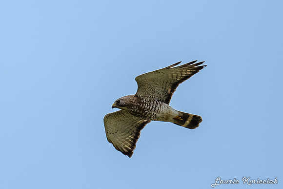 Lavon-LAK_5920