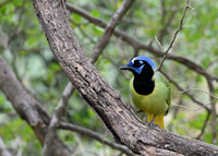 LAK_2331