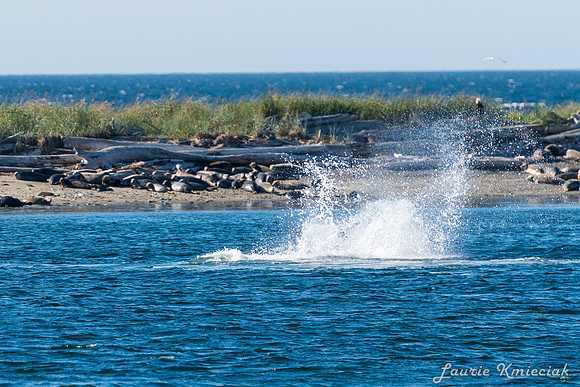 Nwhidby-LAK_5609