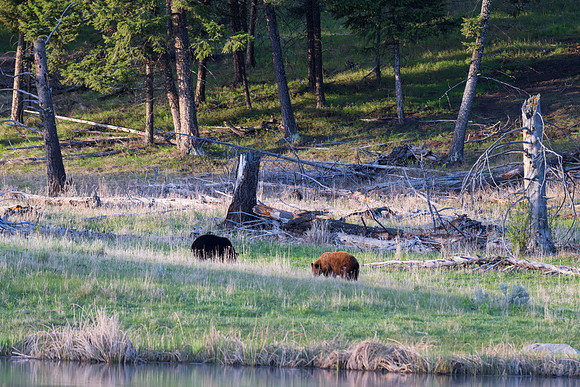 Yellowstone _MAK2361-Enhanced-NR