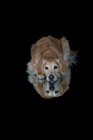 Kila-Spirits Goldens-292